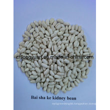 Chinese Beans Baishake White Kidney Bean